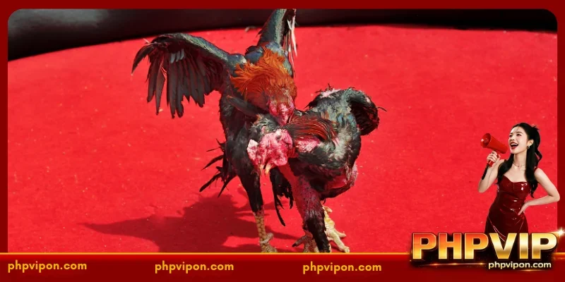 Main Stake Options in Live Gamefowl Platforms